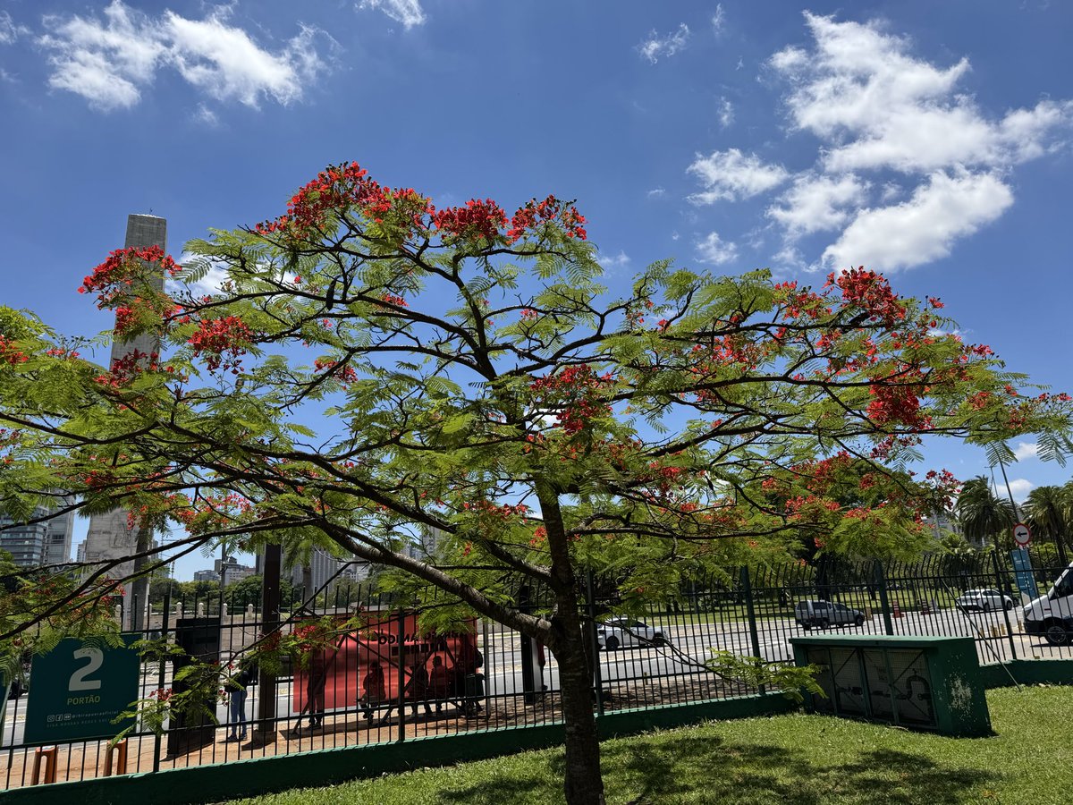 Beleza sem fim no meio da minha corrida.