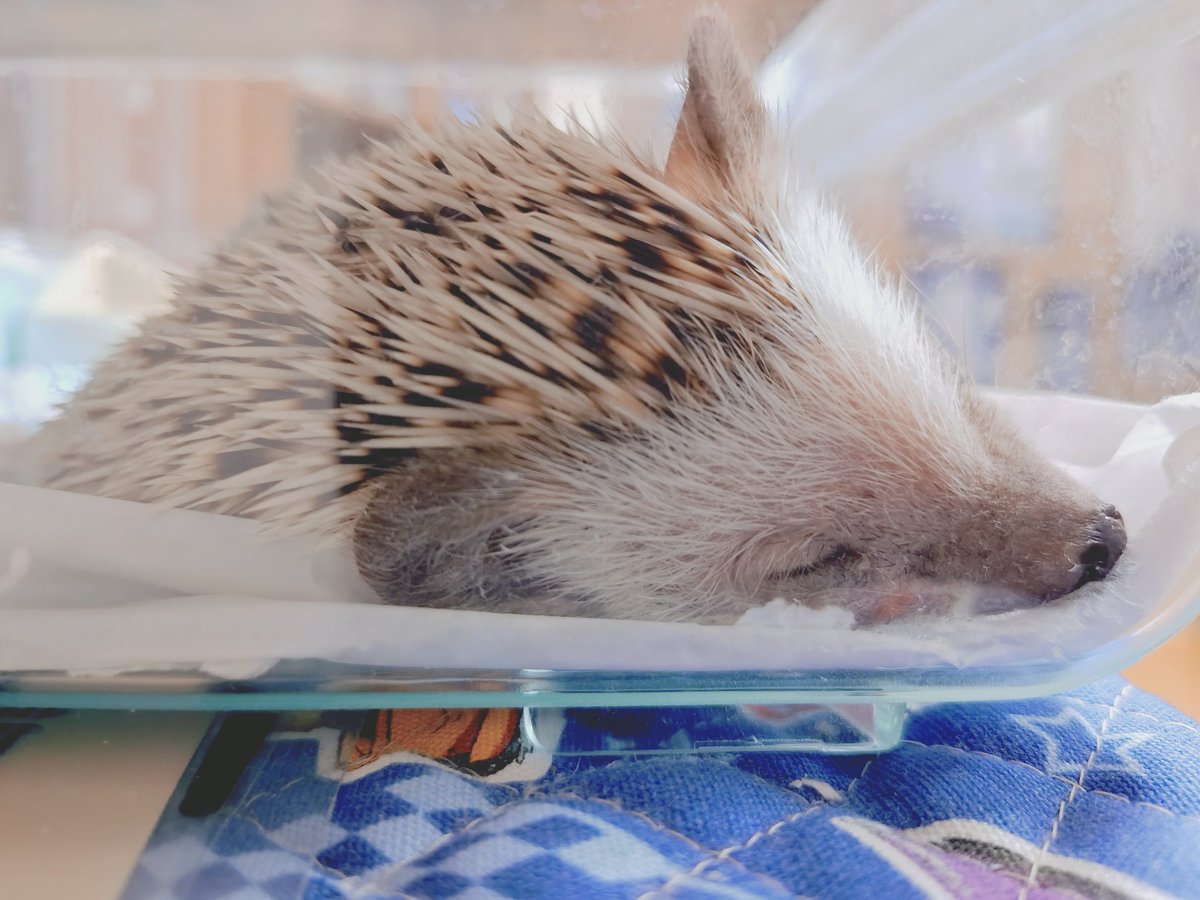 Hanami (@hanami0620) / Posts / X