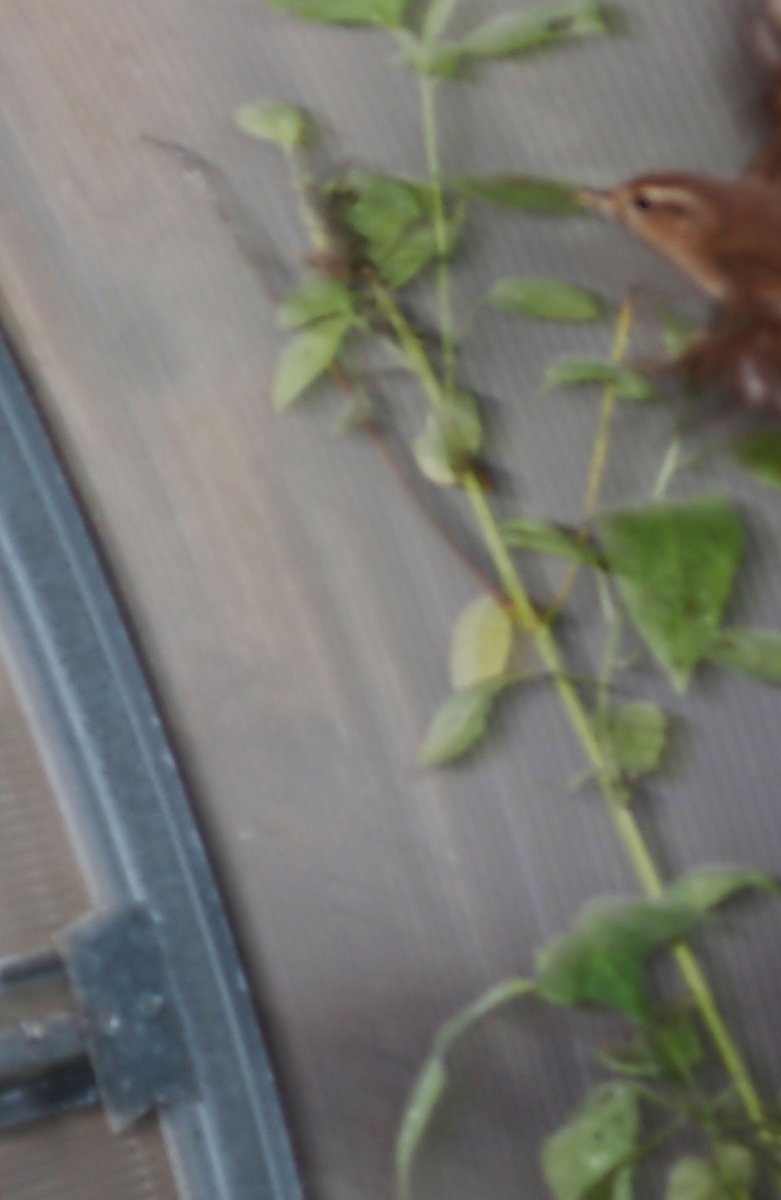 Polytunnel Wren, love them!