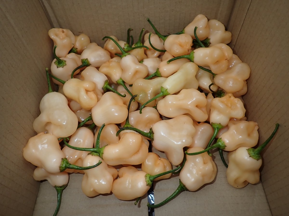 El Oro Long Spiky and SRP Bell harvest today.  2 cultivars of mine from here in Wales.  Been adding Wales to the world chilli map 🏴󠁧󠁢󠁷󠁬󠁳󠁿🌶️🫑🔥
welshdragonchilli.weebly.com