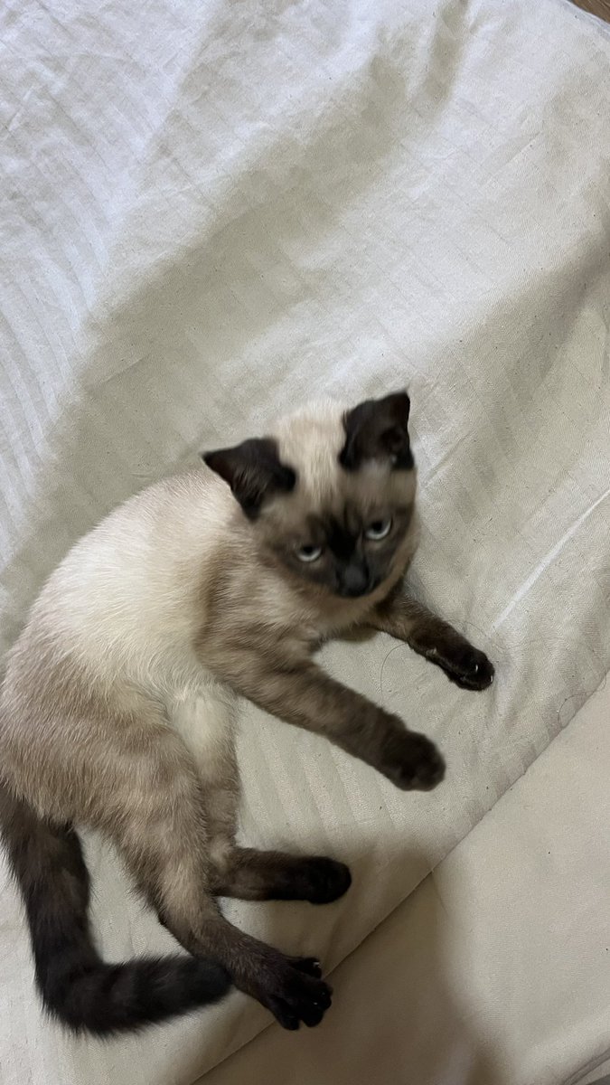 yolda yavru siyam kedisi buldum kaybeden varsa ya da sahiplenmek isteyen olursa çanakkale/merkez