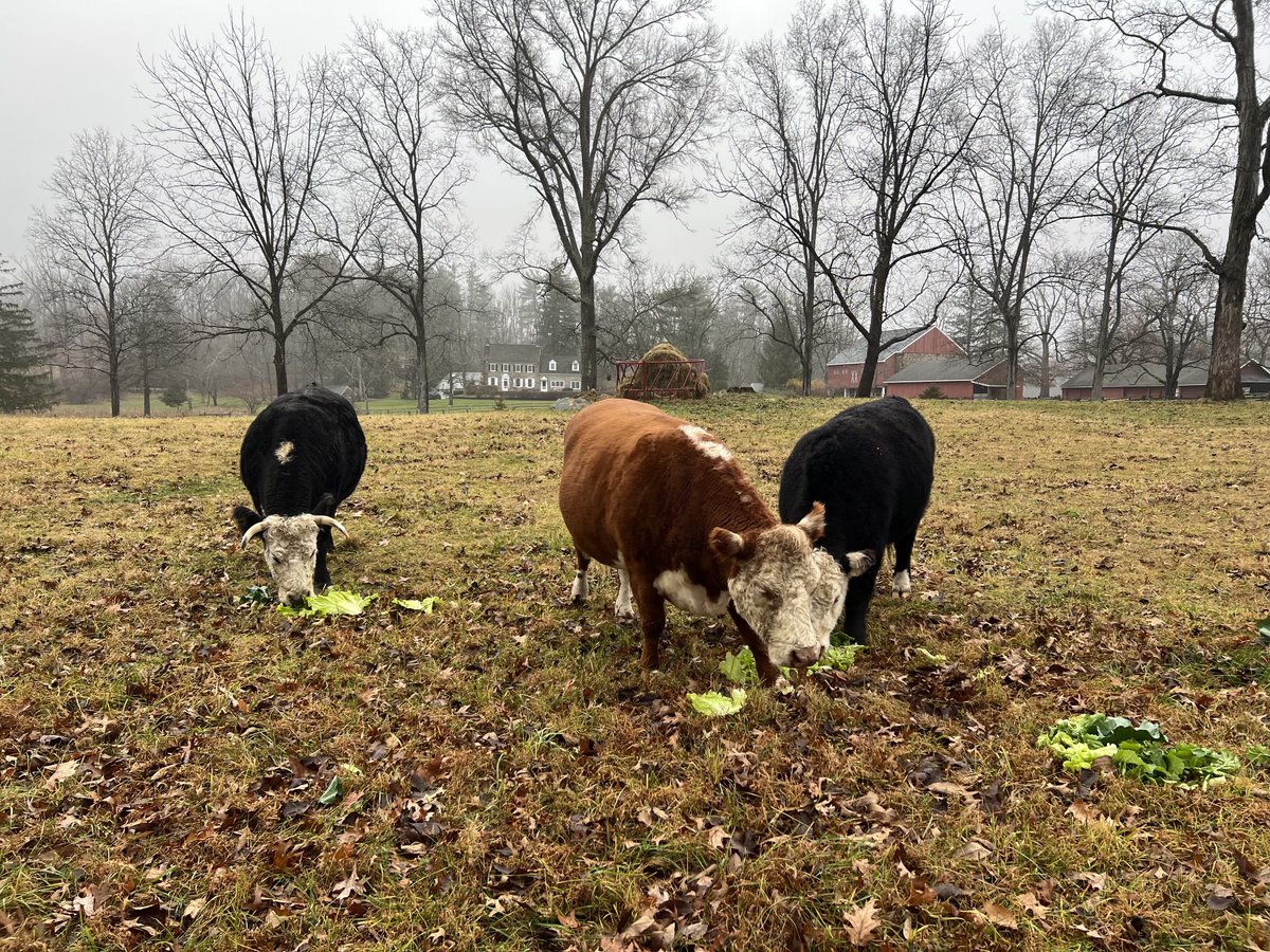 jimcramer's tweet image. very healthy and not headed to Texas Roadhouse as much as i think that ones’s going to $200