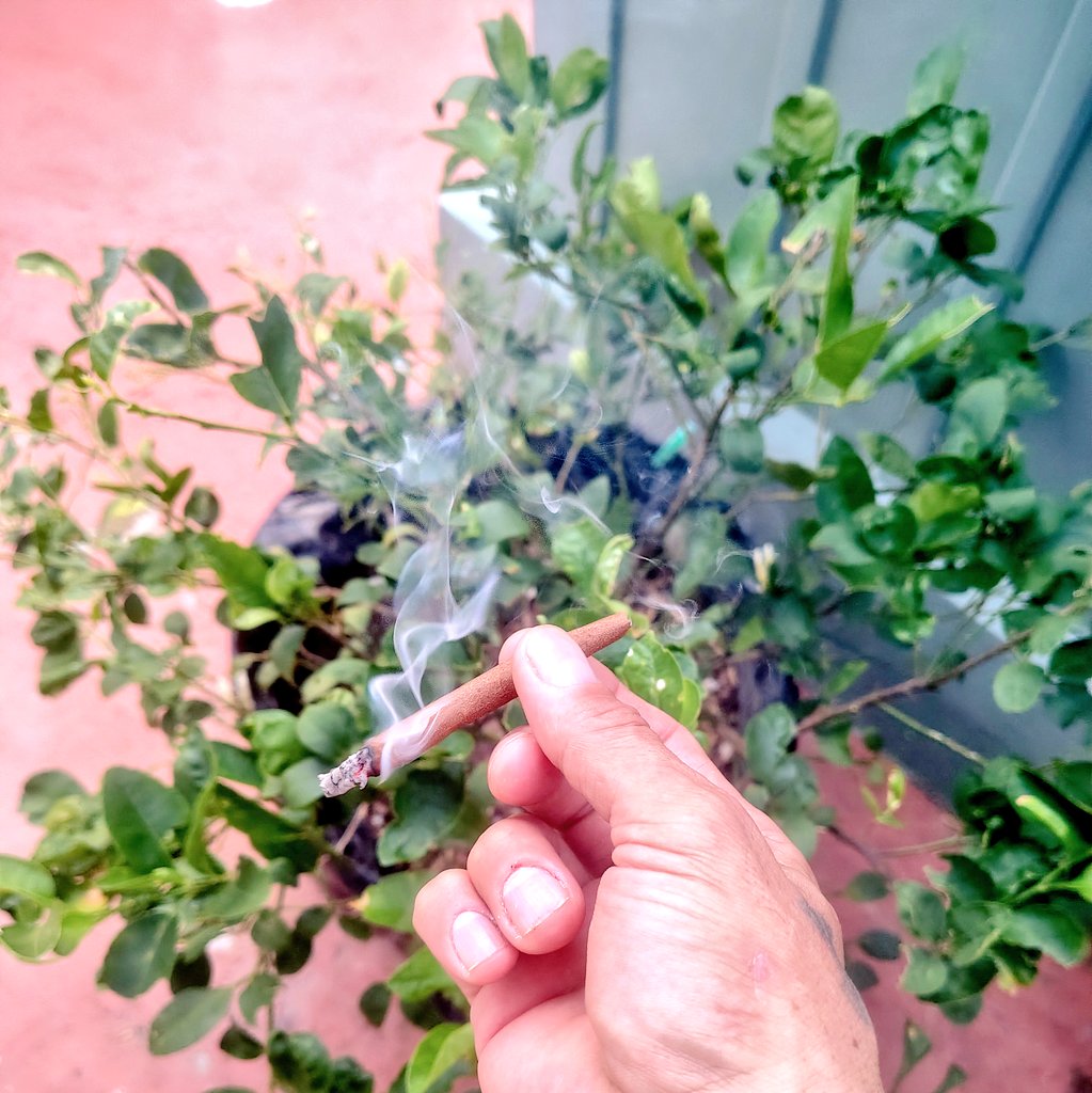 Fernand49034227's tweet image. Good Day ✌️💨
#PR🇵🇷 #thc