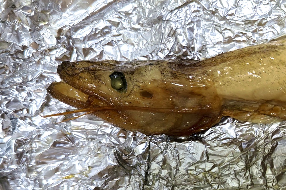 VVVEKB's tweet image. Голомянка холодного копчения. Одна штука - 500 рублей, а за 1 кг - 20 тысяч.
Мне понравилась, такая жирненькая. Если её оставить на солнце, она растает - вот насколько она жирная😮