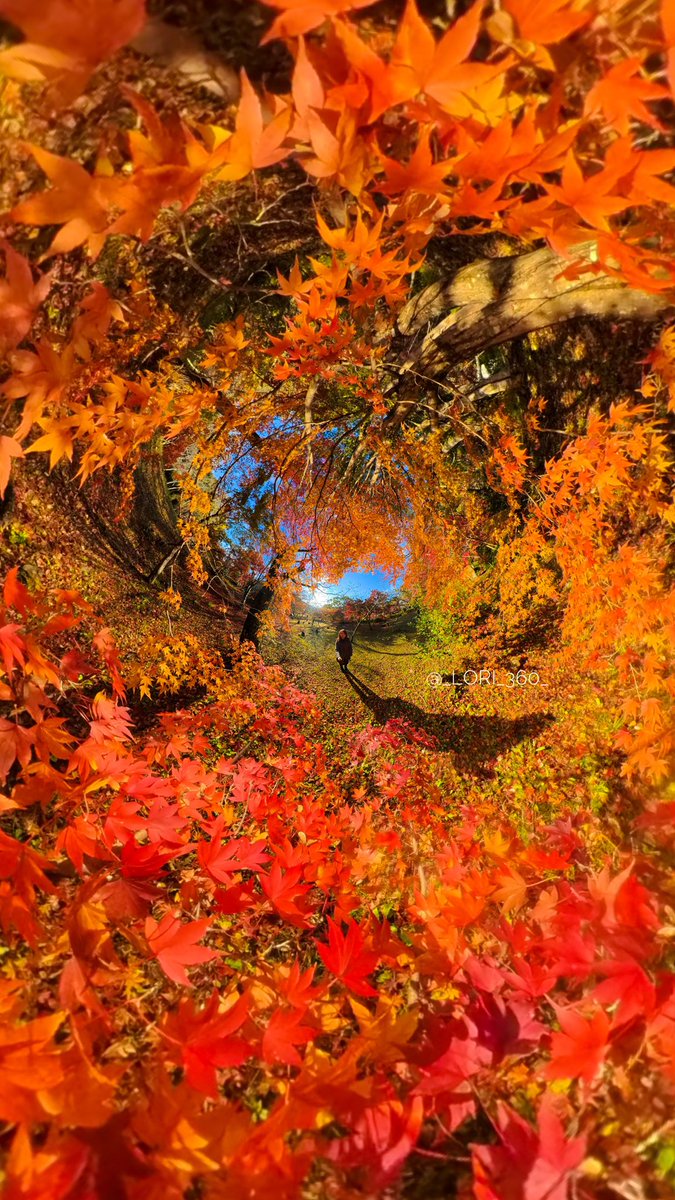 _lori_360_'s tweet image. Stepping into an autumn vortex of colors.🍁🍂🍁🍂✨
#insta360 #fallcolors
@panophotos
@insta360 @insta360_Jp