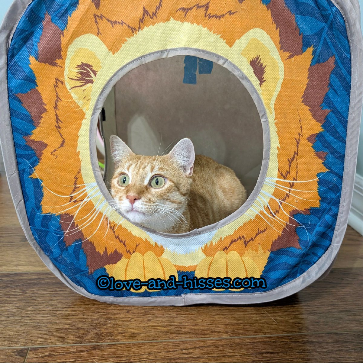 ChaCha's all "They'll never find me in here!"