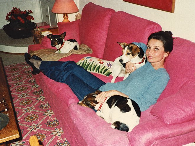 Audrey Hepburn with her Jack Russell terriers at home (1987)♡