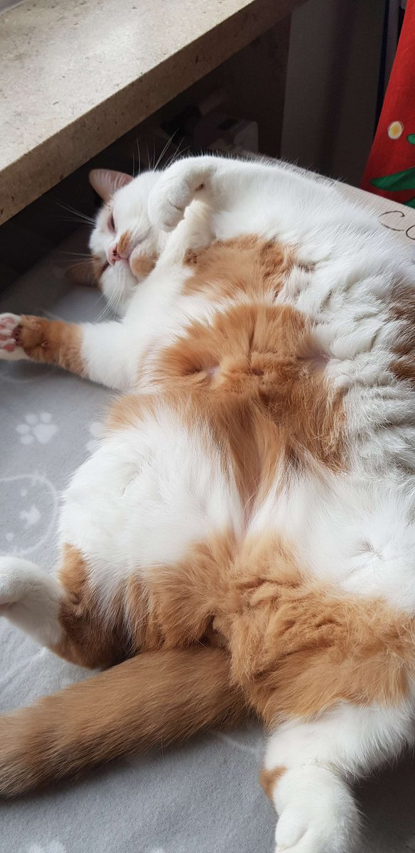 Hydrangeahug's tweet image. Gremlin is affectionately called:

grembaby
grembini
grembinini
fatty
fat rat
baby
babini
bread cat
orange rat
little baby boy
pillow
ooooo wittol babyyyy