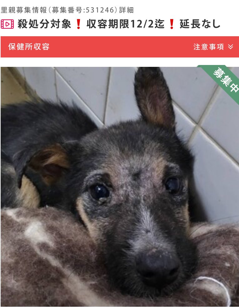 hgwj2WODcjLjHal's tweet image. 🆘殺処分対象❗️収容期限12/2迄❗️延長なし🆘拡散希望 #里親募集
山口県周南健康福祉センター
管理番号181
まだ生後3ヶ月位の男の子
10kg未満位?
将来的には15〜20kg位になると思われます
人馴れはこれから
外飼い不可
家族として迎えて下さい
⚠️センターへの里親希望以外の☎️❌
pet-home.jp/dogs/yamaguchi…