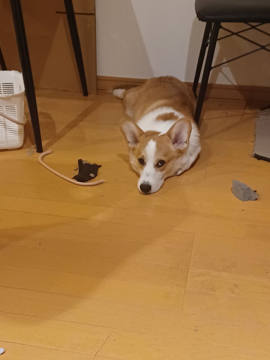 serodinosaur's tweet image. お手手のお手入れ♪

#コーギー　#コーギーのいる暮らし　#corgi