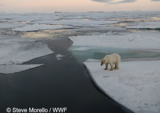 FestilaOvidiu's tweet image. &quot;[.]Renewable Energy and[.]&quot;(source of this written material and photos from this post➡️site en.tongwei.com)🙂☀️👏👏👏👍👍👍,我非常非常美麗,溫柔,迷人,善良,賢良,有智慧的妻子舒琪 ☺️🫶🌹🫶👩‍❤️‍👨😘✌️+✌️🟢✌️ #TheTongwei_WWFCooperationProgram ✌️ #ForBetterLife ✌️🟢 @Tongwei_Solar