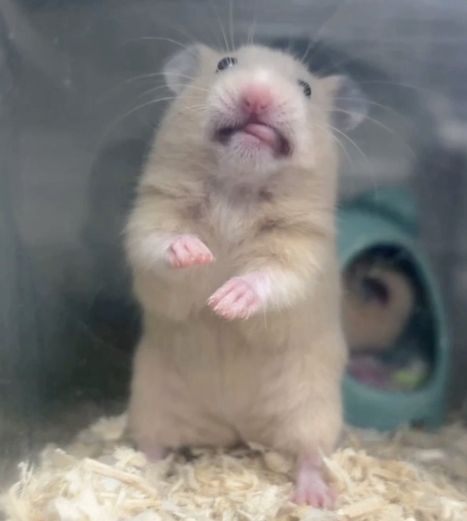 ﾍﾟｯﾄｼｮｯﾌﾟCOZY 【繁殖、販売、宣伝用】 (@COZY24475402) / Posts / X