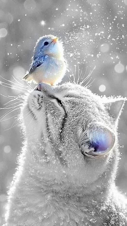 🇨🇵 Patrick 🇮🇹 ✨️✨️👀🌿🌿 (@ultralevure83) on Twitter photo 