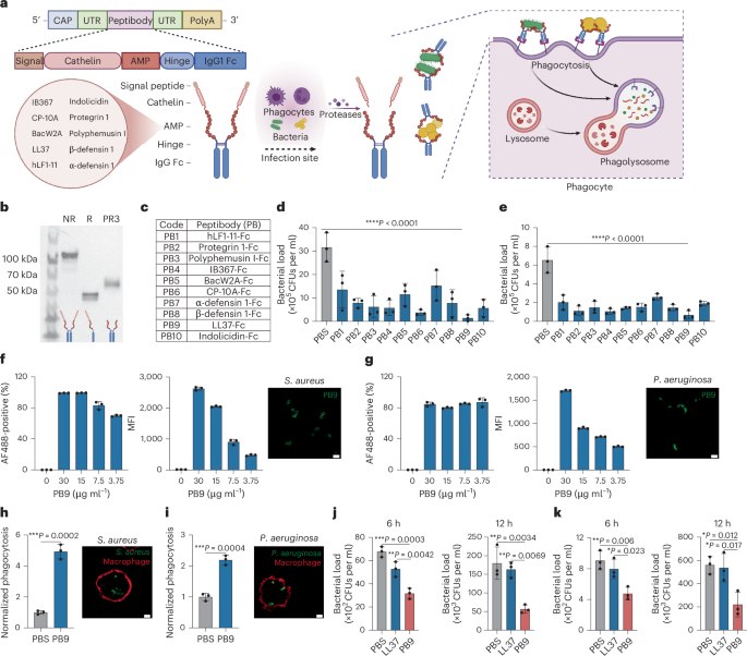 NatureBiotech's tweet image. Antimicrobial peptide delivery to lung as peptibody mRNA in anti-inflammatory lipids treats multidrug-resistant bacterial pneumonia go.nature.com/3LZS6HD