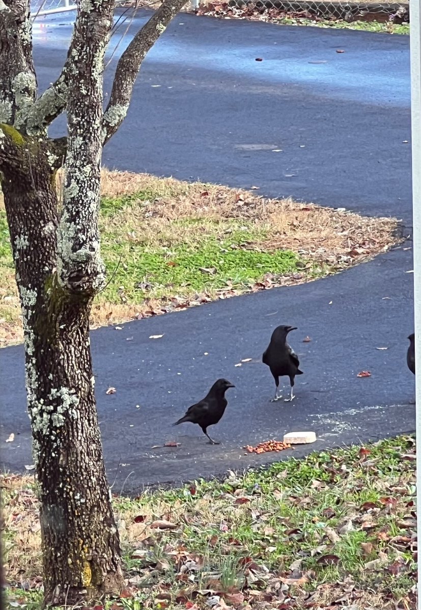 ATLCWorker's tweet image. It’s a cool morning in East Tennessee. The Crows are eating and Hoppy is here again. 
Have a great day friends !