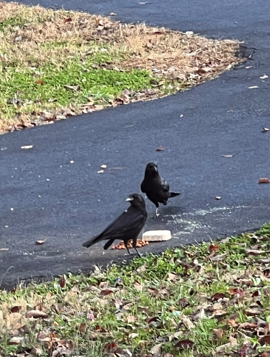 ATLCWorker's tweet image. It’s a cool morning in East Tennessee. The Crows are eating and Hoppy is here again. 
Have a great day friends !