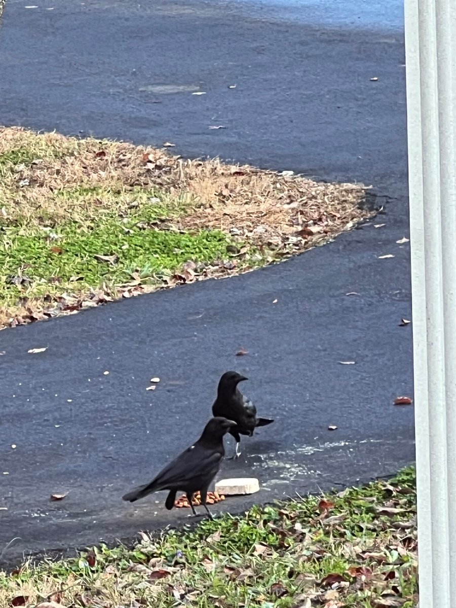 ATLCWorker's tweet image. It’s a cool morning in East Tennessee. The Crows are eating and Hoppy is here again. 
Have a great day friends !