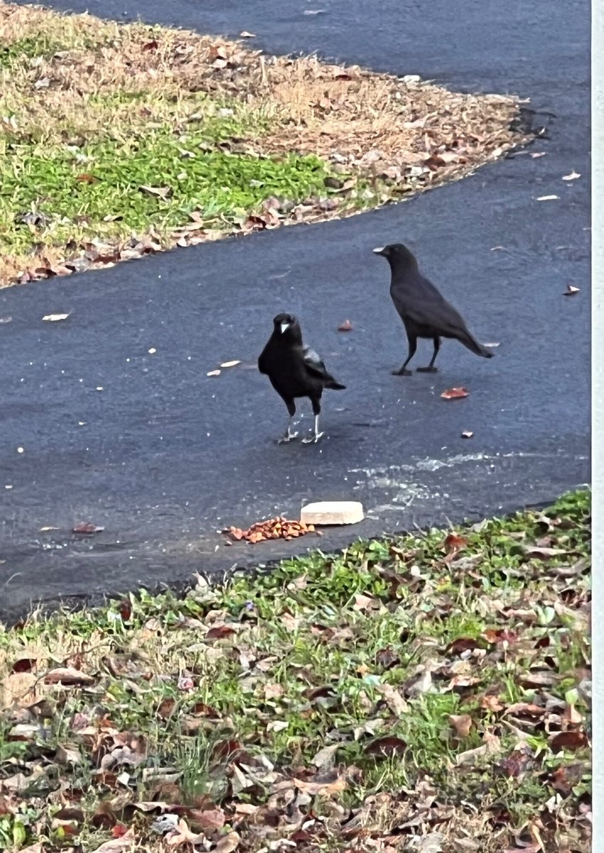 ATLCWorker's tweet image. It’s a cool morning in East Tennessee. The Crows are eating and Hoppy is here again. 
Have a great day friends !