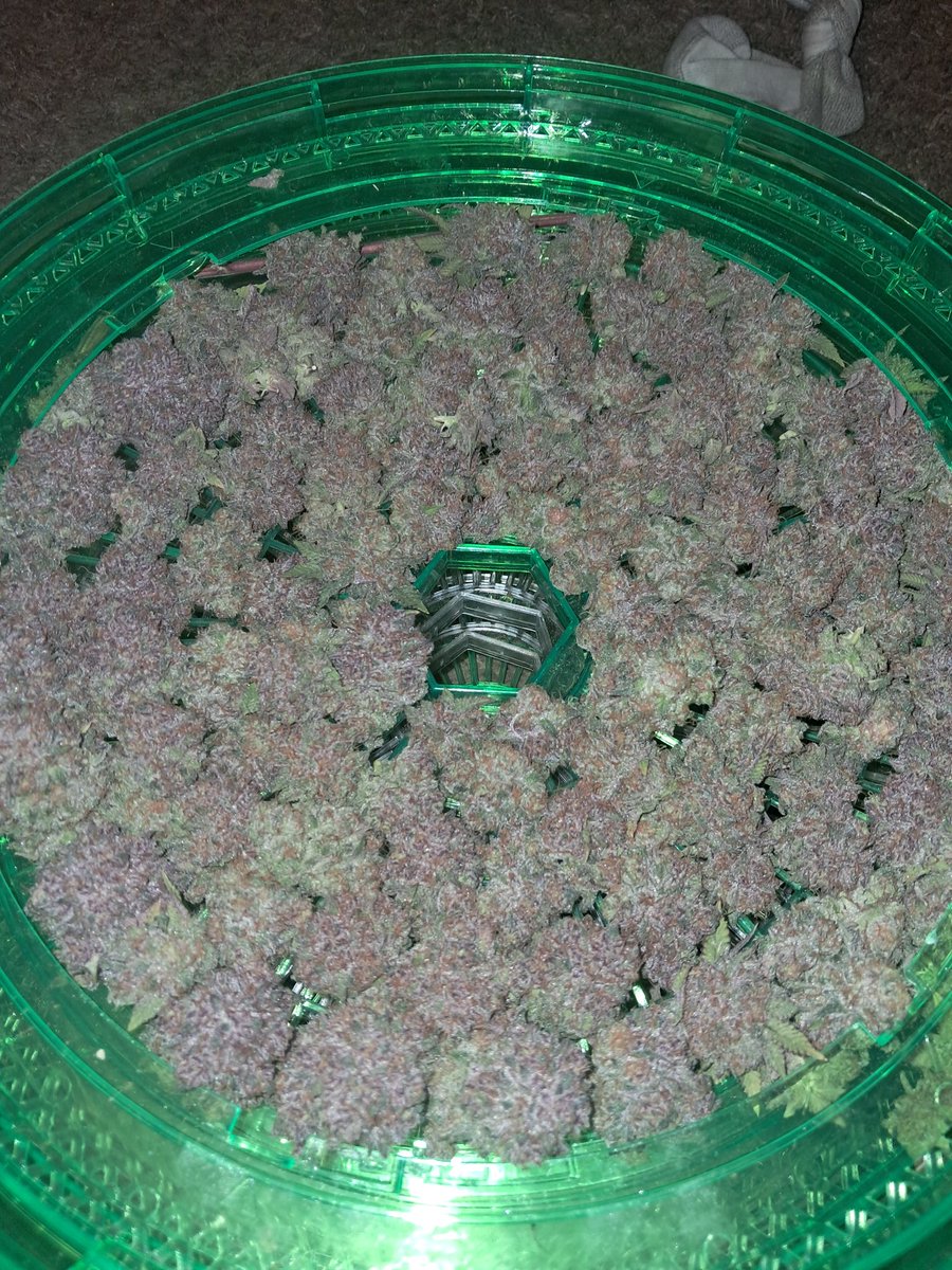 Pink Milk from <a href="/SolfireGardens/">Solfire Gardens</a> inside my <a href="/HerbsNOW_USA/">Herbs NOW</a> dryer