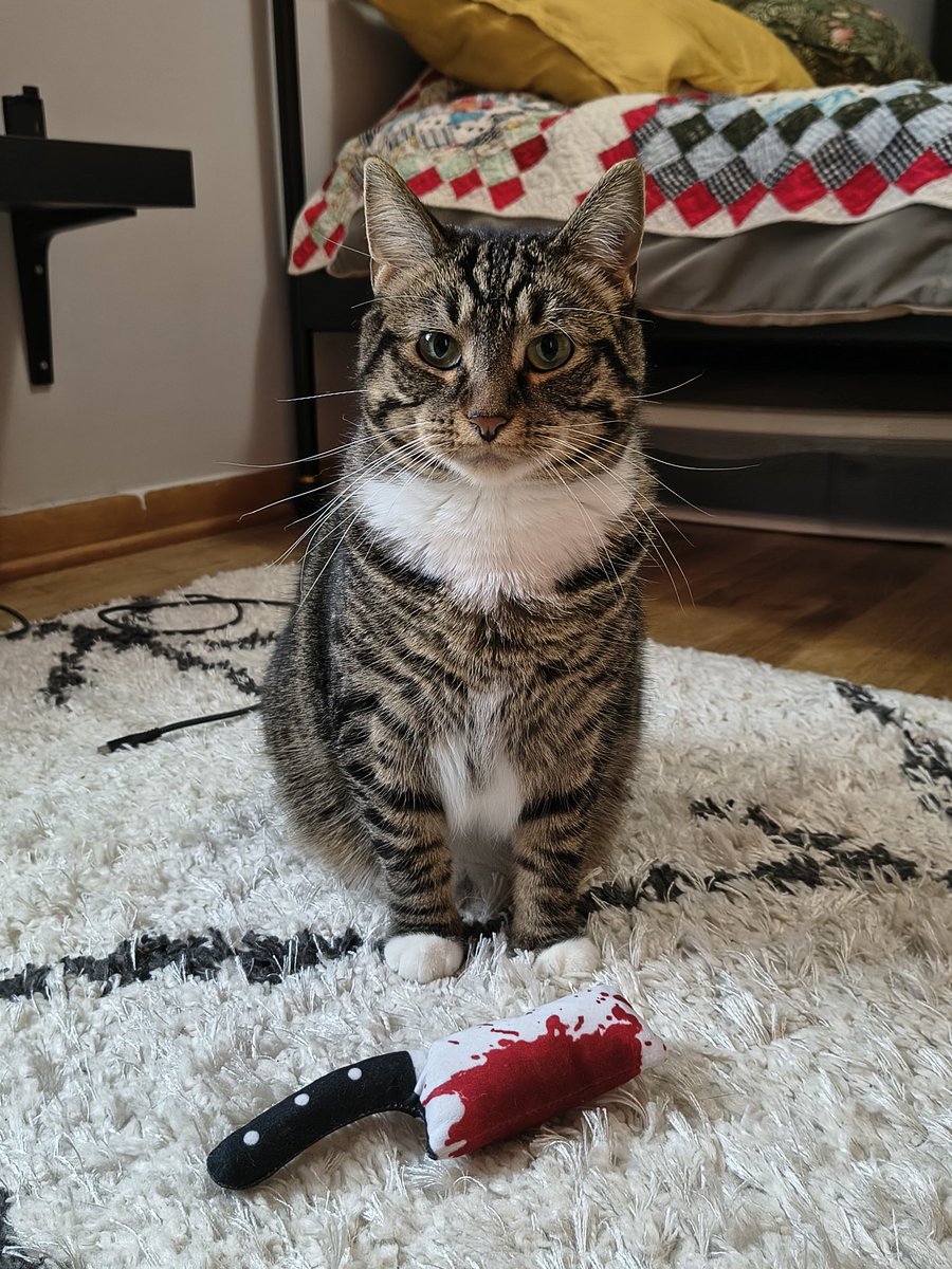 beachsquid's tweet image. I&apos;m scared to go to sleep
#cattwitter