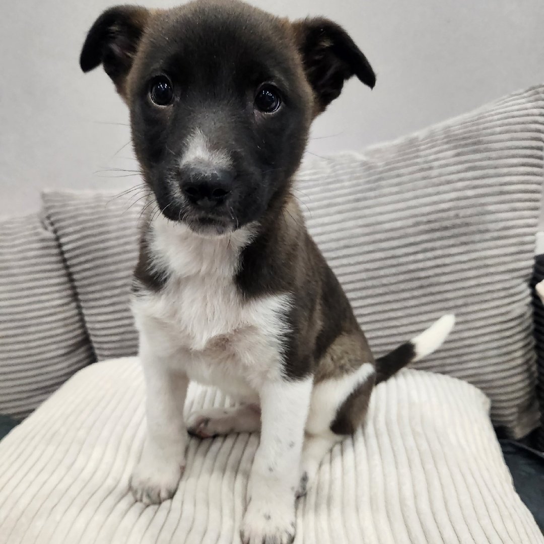 Усиленно пиарим новенькую
Адаптируется в коллективе
Почти не кричит