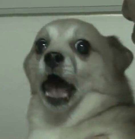 멜치 (@mmmmmmmelchi) on Twitter photo 