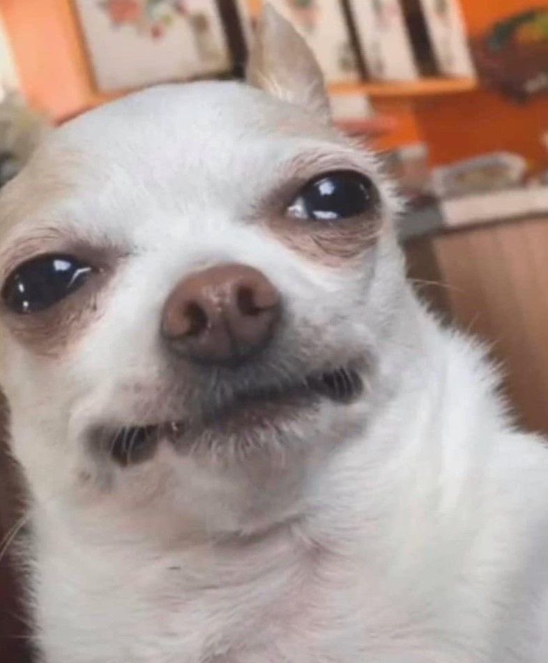 멜치 (@mmmmmmmelchi) on Twitter photo 