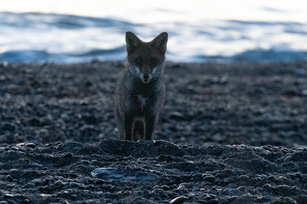 Steph
The Fox on Slapton beach at daybreak Sunday morning .