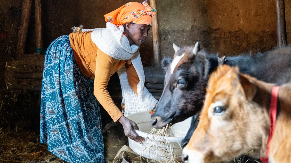 ProjectMercy's tweet image. Your gift in this #GivingSeason to our #Dairy program ensures the future prosperity for people like Hailu and Yeshi, who have turned one cow from #ProjectMercy into a thriving family farming enterprise. Double your #GivingTuesday gift's impact at projectmercy.org/donate