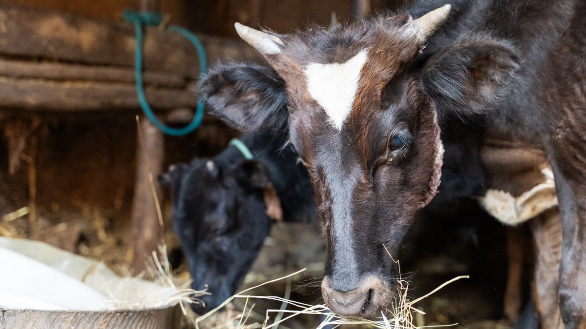 ProjectMercy's tweet image. Your gift in this #GivingSeason to our #Dairy program ensures the future prosperity for people like Hailu and Yeshi, who have turned one cow from #ProjectMercy into a thriving family farming enterprise. Double your #GivingTuesday gift's impact at projectmercy.org/donate