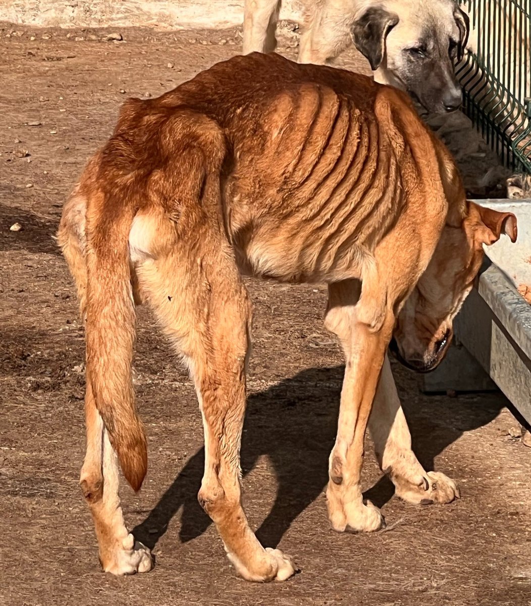 Beslemeyelim öyle mi? Allah bizi cehenneme gönderir hiç mi korkmuyorsunuz? bu öbür dünyada bize sorulur sorulmaması mümkün değil ,çünkü bu canıda Allah yarattıya..
#SokakHayvanlarıSahipsizDeğil