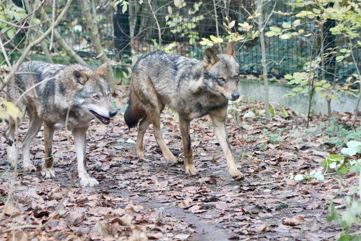 de PEYROLLE tweet media