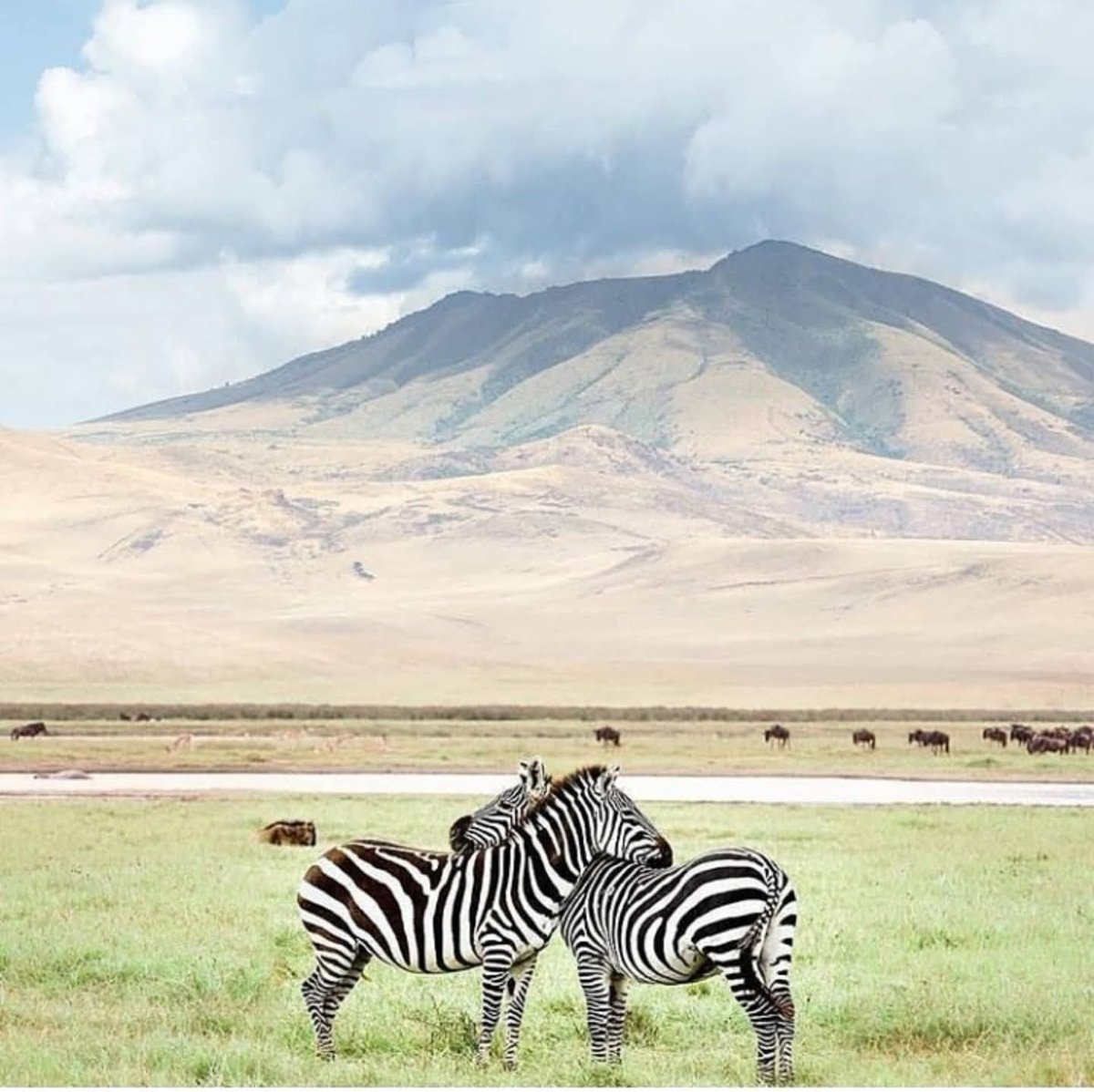 congemasafaris's tweet photo. Discover Tanzania’s most iconic wildlife destinations with tailor-made safaris.
👉 https://t.co/1FYRTkSaML https://t.co/1vwvswHyPQ