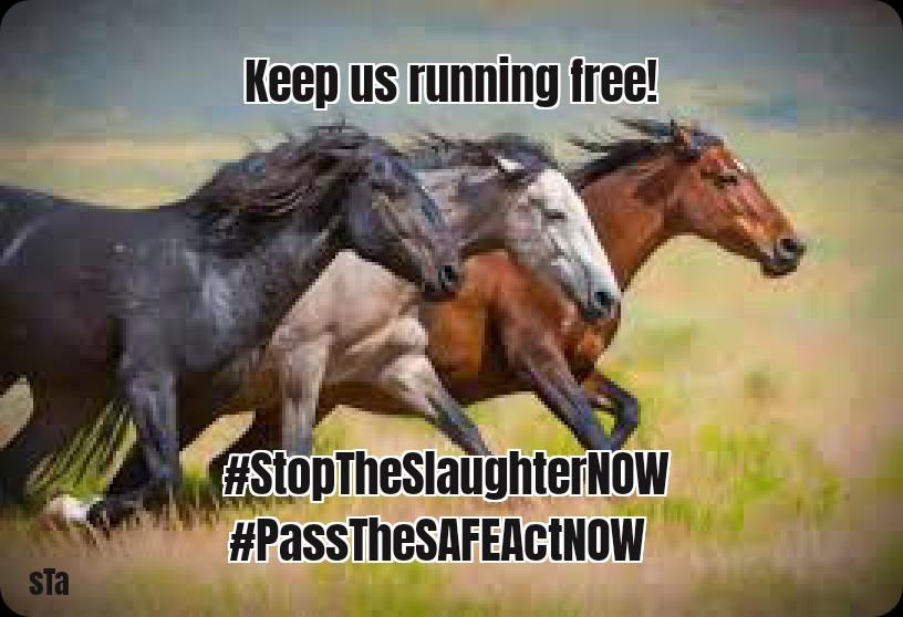meliorist59's tweet photo. @Joni_Looking1 @DebbieDahmer #PassSAFEActNOW
#StopTheSlaughterNOW
#StopTheRoundupsNOW https://t.co/tfmE6anqaL
