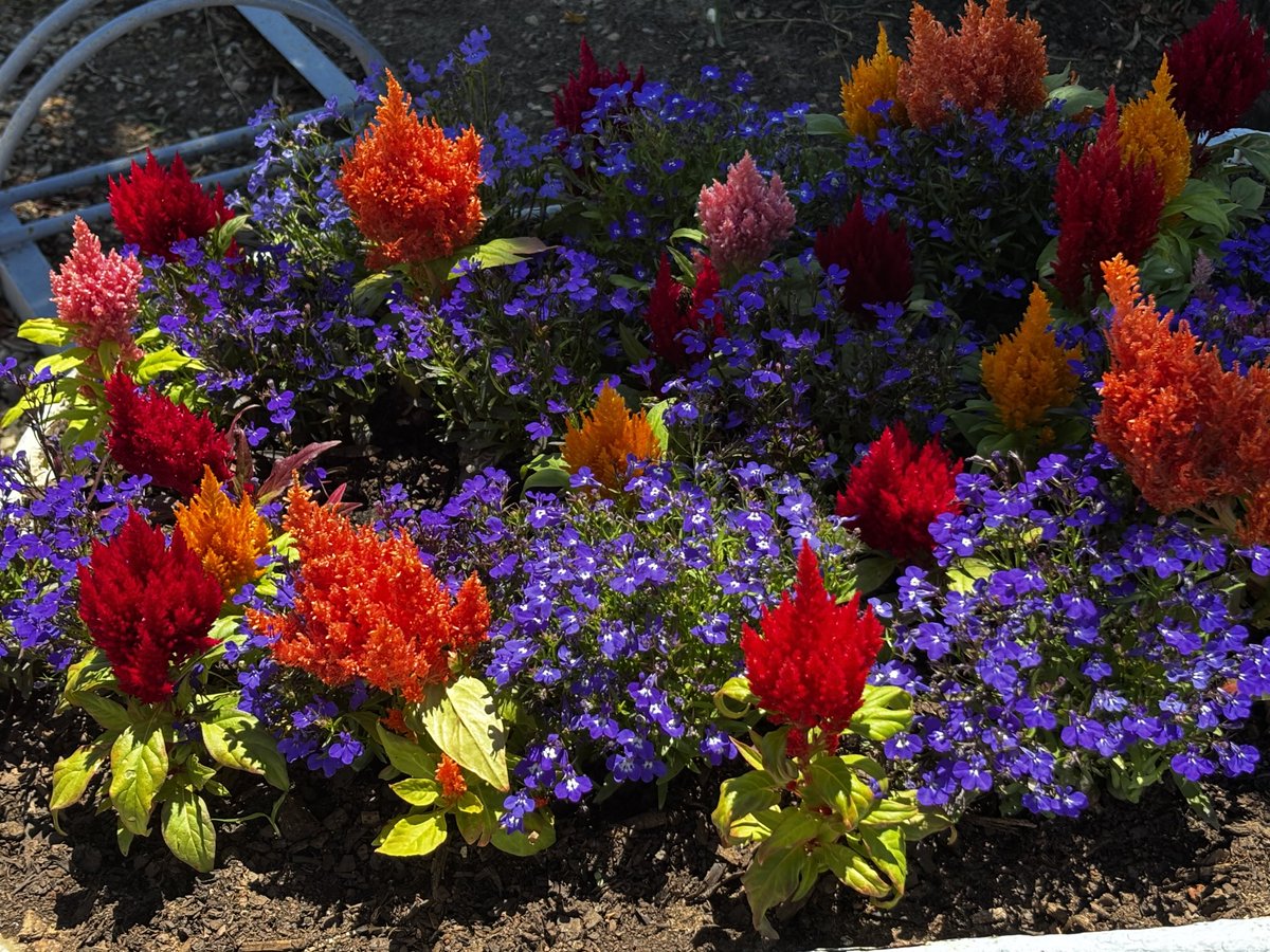 gatvolinthecity's tweet image. #colourful #flowers at the end of Wednesday
