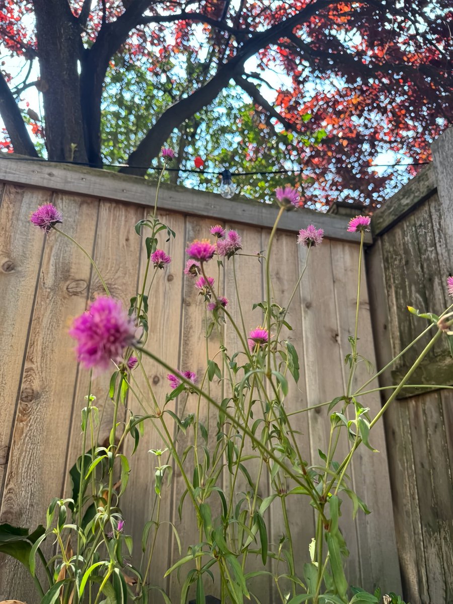 zencsdf's tweet image. Nothing can defeat a brave woman; she turns obstacles into fuel for her drive.🔥