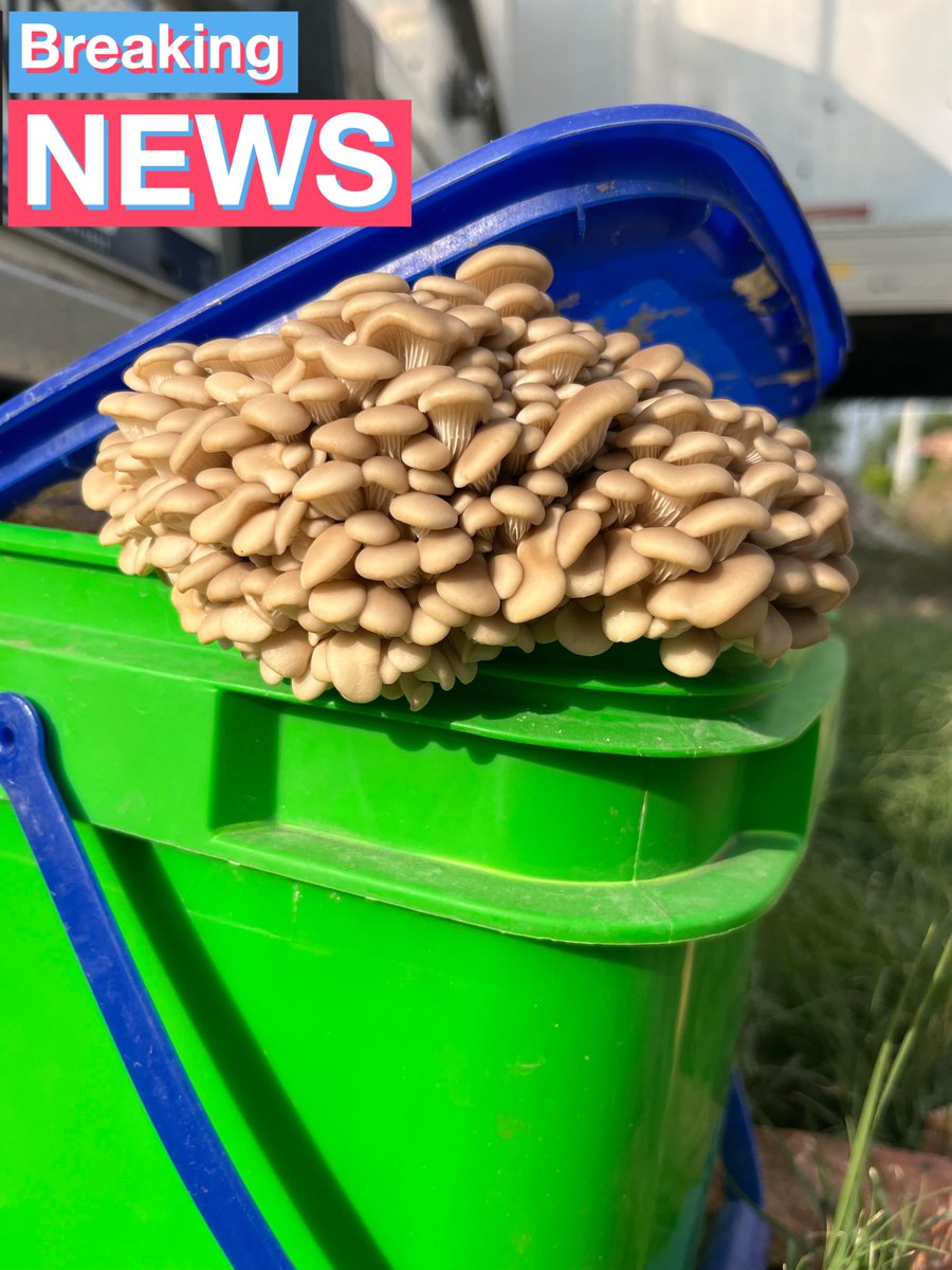 ¡Setas mexicanas a punto de estallar!

En la casa @0xUrbanika producimos nuestra propia comida, agua, y procesamos nuestros desechos.

Si lo logramos en un bus, se puede en cualquier lugar.

La regeneración como sistema urbano es posible, fácil, y cool!