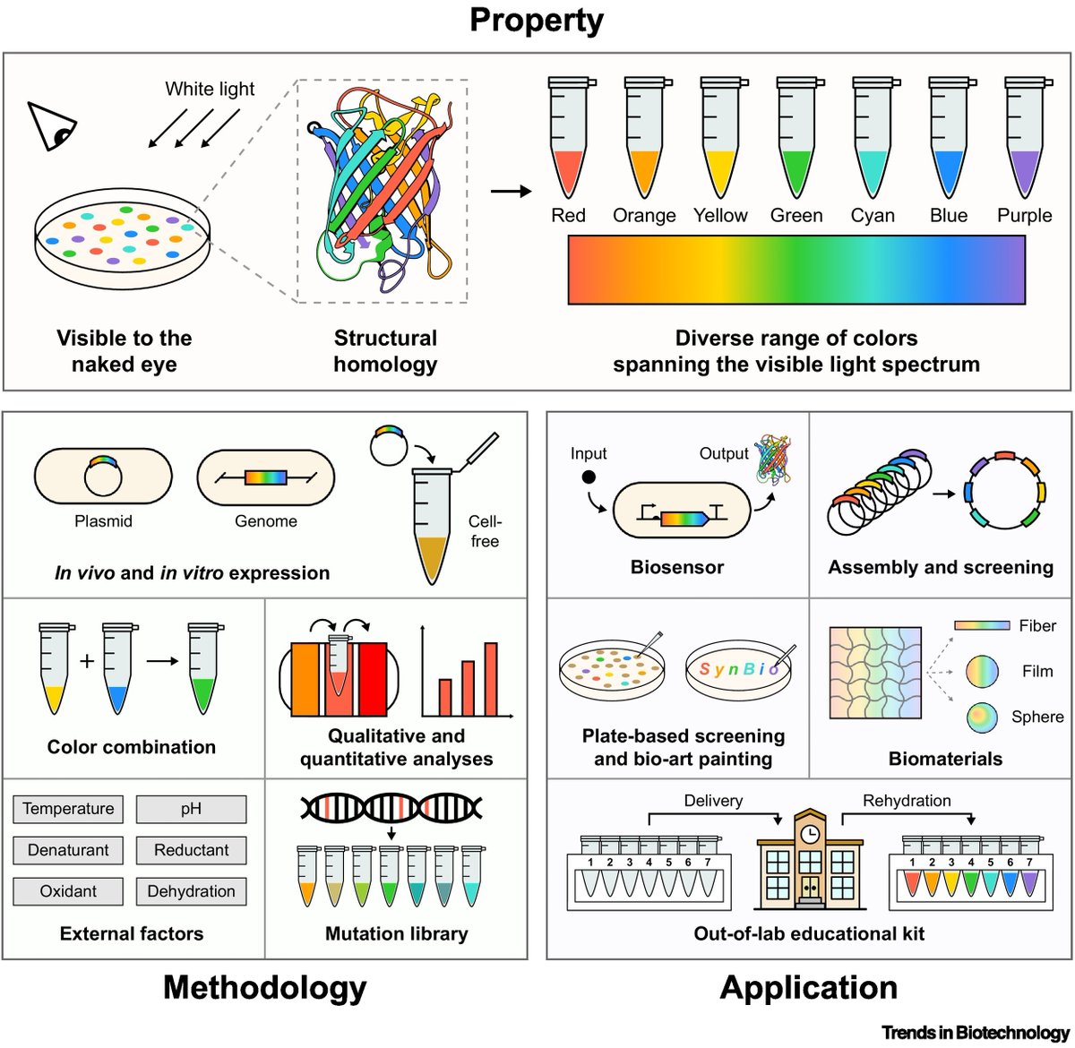 babuxiang's tweet photo. How can chromoproteins serve as visible tools to advance synthetic biology? Check out our new Opinion article published in Trends in Biotechnology!
https://t.co/mGbf8kmrcD