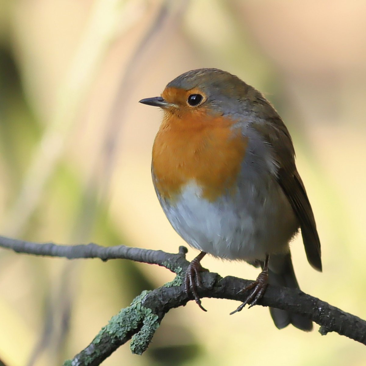 Oh hello ...i do love Robins x