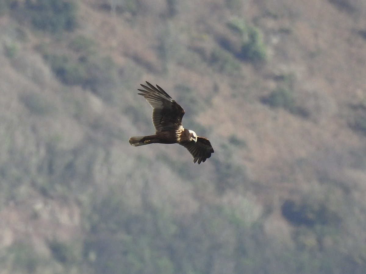 Frank Ryan tweet media