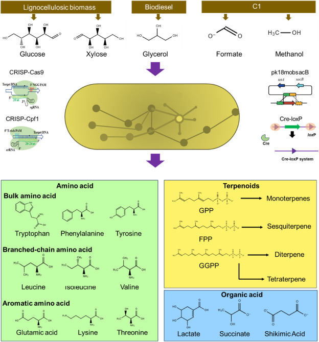 BioDesignR's tweet image. Review highlights C. glutamicum metabolic engineering for diverse substrates &amp;amp; amino acid production, challenges &amp;amp; future directions. #MetabolicEngineering #CellFactories
Details: doi.org/10.1016/j.bide…