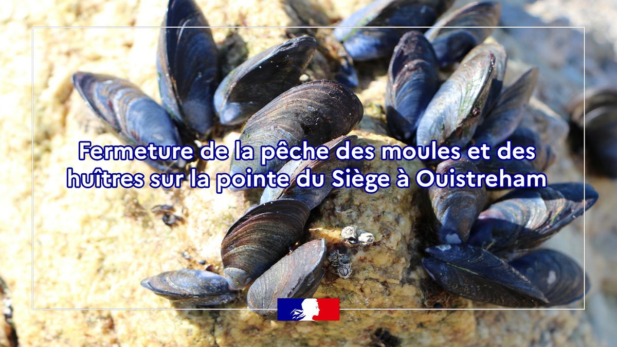 🚨 Interdiction temporaire de la pêche des coquillages | Pointe du Siège à Ouistreham

Les récentes précipitations ont entraîné une dégradation de la qualité sanitaire des coquillages sur la pointe du Siège à Ouistreham.

➡️ Le préfet a pris un arrêté interdisant la pêche de tous