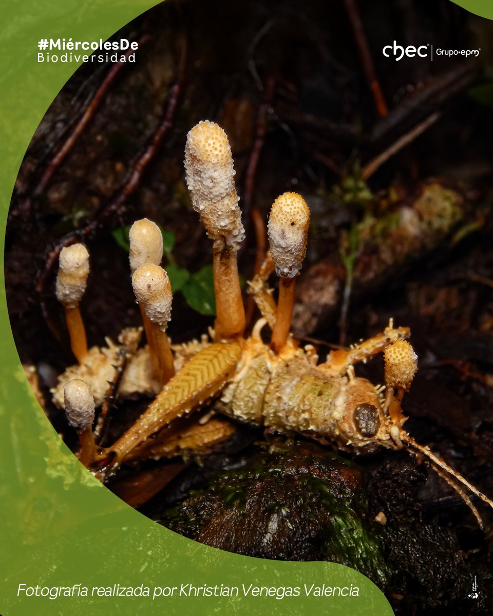 CHECGrupoEPM's tweet image. Fotografía realizada por Khristian Venegas Valencia, ganadora del primer puesto del Concurso de Fotografía Ambiental XVIII Corpocaldas -CHEC, en la categoría de Flora y Fungi. 

Nombre de la foto: Donde florece la muerte

#ConcursodeFotografía #CHEC #MiércolesdeBio