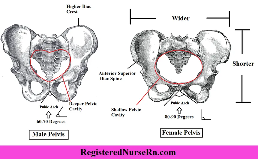 DoctorGodMode's tweet photo. @esjesjesj Doctor here!

Men can never be women, no matter how many pills they take, how many surgeries they have, they will always be a man underneath it all. 

Men and Women have different hip bones, women have special hip bones that expand to give birth, men do not have this.

🤷‍♂️🤡🏋️‍♂️ https://t.co/JE64yVFsHk