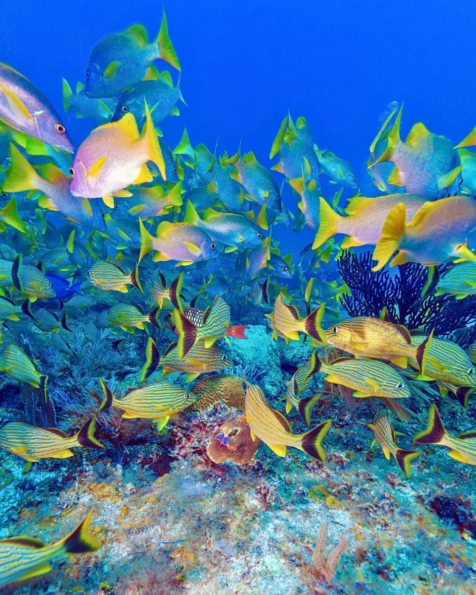 Travel_Fab's tweet image. Come to Cuba, feel the breeze and forget your worries… 🧳✈️🏖️
.
.
.
#travelling #travelgram #holidays #instatravel #adventure #traveladdict