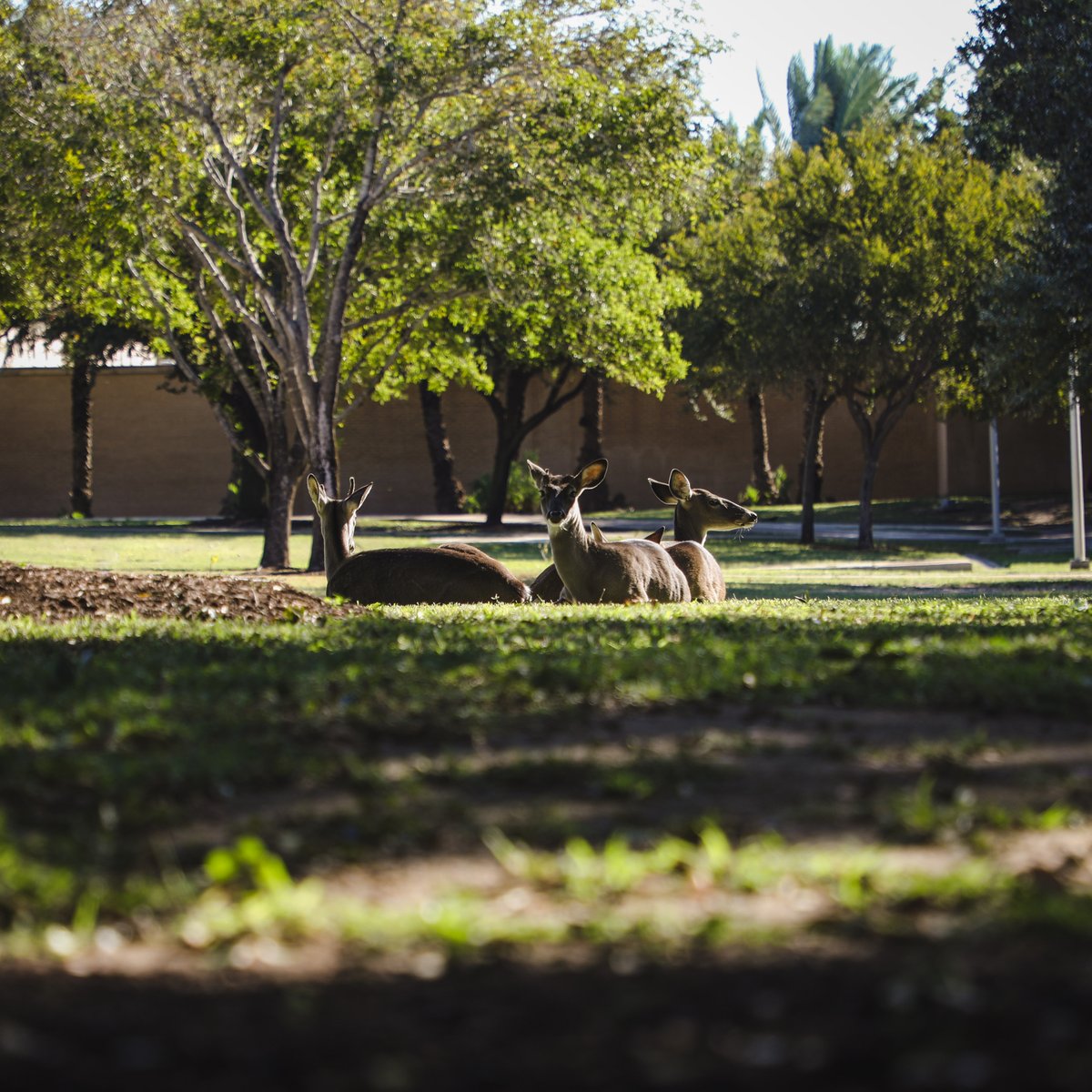 As part of a Texas A&amp;M University System-authorized observance of Thanksgiving, TAMIU offices will be closed Wednesday, Nov. 26 at noon through Sunday, Nov. 30, 2025.

Offices will reopen and classes resume Monday, Dec. 1, 2025.