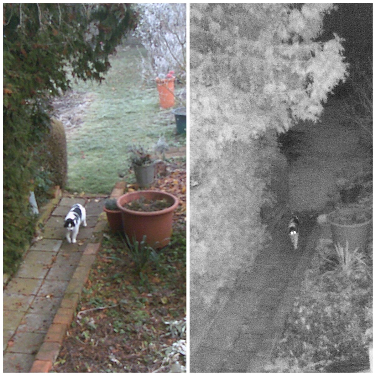 Ob Tag oder Nacht, ein Kontrollgang im Garten muss sein 😸