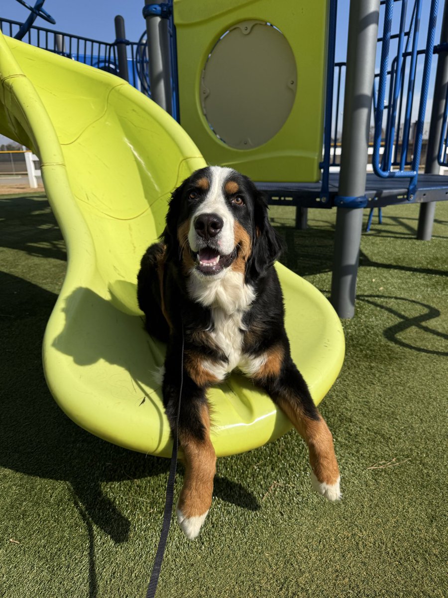 chris major tweet media