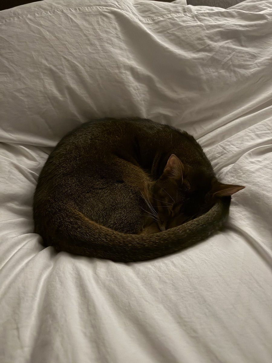 今夜はまんまるのとらきち