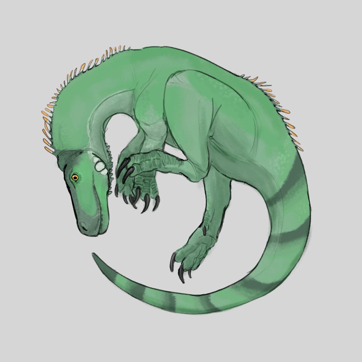 SrTreecat's tweet image. Iguana looking Herrerasaurus.
I wasn&apos;t sure about the background, so I posted my usual gray background as well.

#dinosaurs #paleoart #herrerasaurus